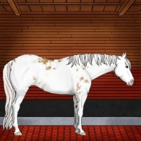 Horse Color:Silver Buckskin Dun Sabino