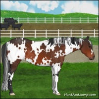 Horse Color:White Spotted Bay 