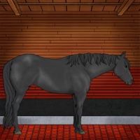 Horse Color:Black Sabino Rabicano 