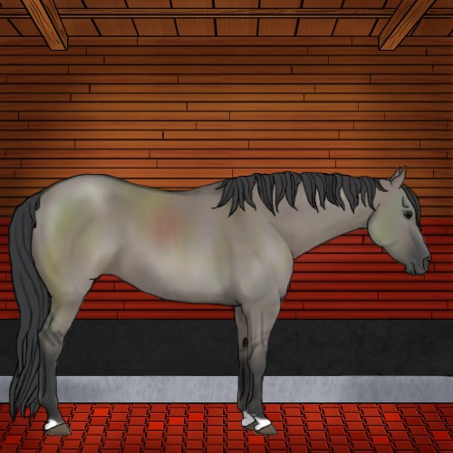 Horse Color:Grullo