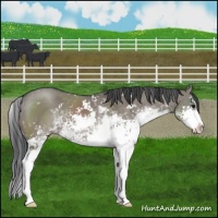 Horse Color:Grullo Sabino 