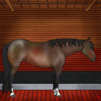 Horse Color:Gray Brown Sabino 