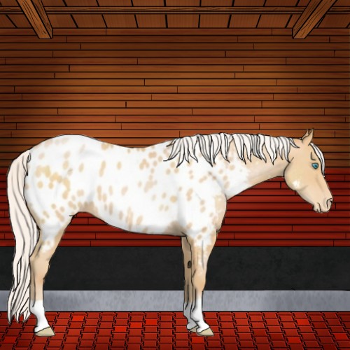 Horse Color:Silver Buckskin Pearl Near Leopard 