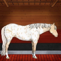 Horse Color:Silver Buckskin Pearl Near Leopard 