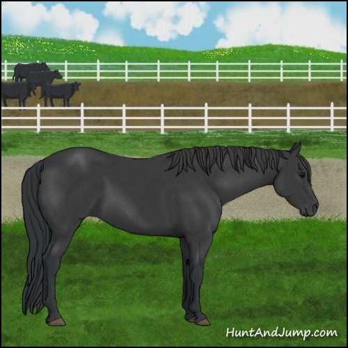 Horse Color:Black 