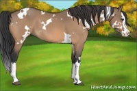 Horse Color:White Spotted Bay Dun Sabino Splash 