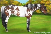 Horse Color:White Spotted Bay Rabicano 