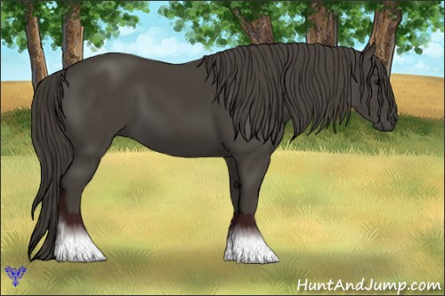 Horse Color:Smoky Black