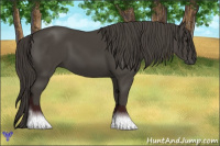 Horse Color:Smoky Black 