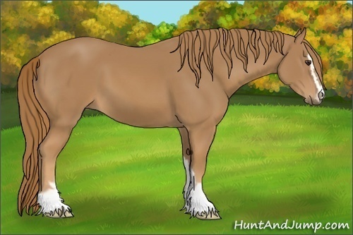 Horse Color:Chestnut Sabino 