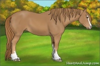 Horse Color:Chestnut Sabino