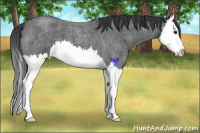 Horse Color:Blue Roan Splash 