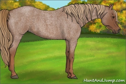 Horse Color:Red Roan 