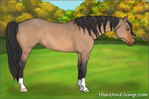 Horse Color:Brown Dun 