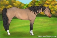 Horse Color:Brown Dun 