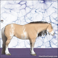 Horse Color:White Spotted Amber Champagne 