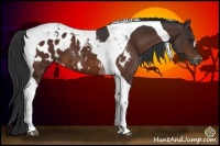 Horse Color:Bay Tobiano Blanket 