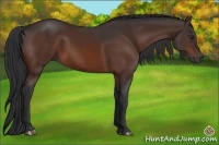 Horse Color:Brown 