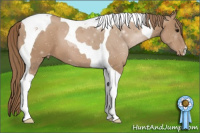 Horse Color:Black Pearl Tobiano Appaloosa