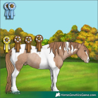 Horse Color:Black Pearl Tobiano Rabicano 