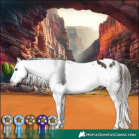 Horse Color:Brown Appaloosa 