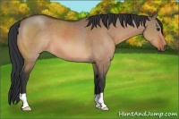 Horse Color:Bay Dun