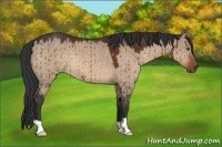 Horse Color:Brown Dun 