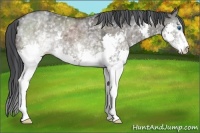 Horse Color:White Spotted Grullo Splash 