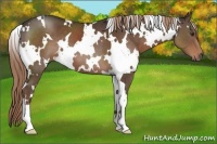 Horse Color:White Spotted Liver Chestnut 