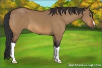 Horse Color:Bay Dun