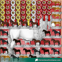 Horse Color:White Spotted Silver Buckskin Pearl Appaloosa