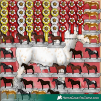 Horse Color:White Spotted Silver Buckskin Pearl Appaloosa 