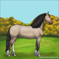 Horse Color:Bay Dun