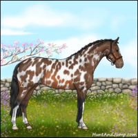 Horse Color:Bay Near Leopard 