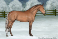 Horse Color:Silver Bay 