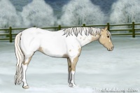 Horse Color:Silver Smoky Grullo Near Fewspot 