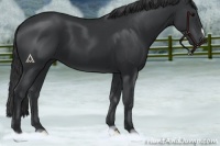 Horse Color:Black 