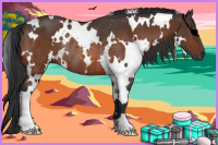 Horse Color:White Spotted Bay Rabicano 