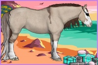 Horse Color:Liver Red Dun Roan Splash 