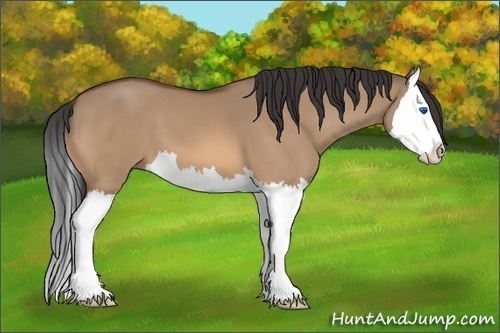 Horse Color:Brown Dun Splash