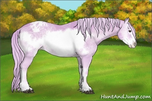 Horse Color:Watercolor Palomino Ice Roan Onyx Frame Appaloosa Rabicano