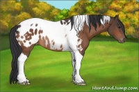 Horse Color:Bay Tobiano Appaloosa Rabicano 