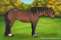 Horse Color:Bay Sabino 