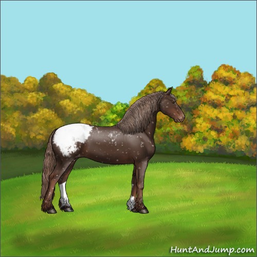 Horse Color:Liver Chestnut Appaloosa 