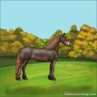Horse Color:Liver Chestnut 