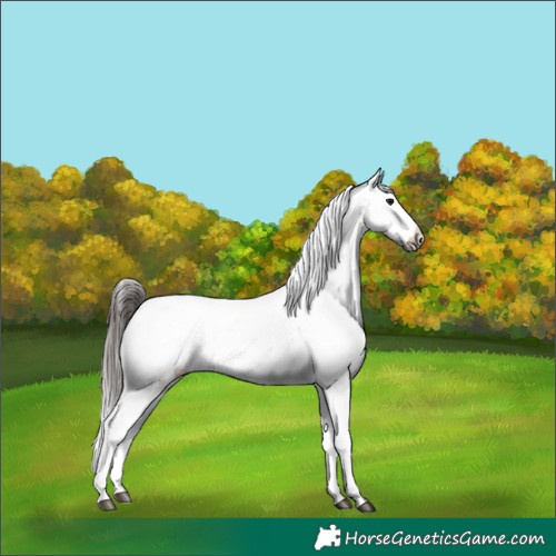 Horse Color:Brown Appaloosa 