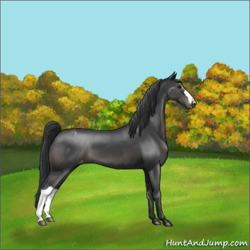 Horse Color:Black Varnish