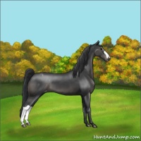 Horse Color:Black Appaloosa
