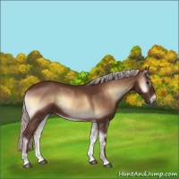 Horse Color:Chocolate Silver Brown Onyx 