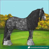 Horse Color:Black Ice 